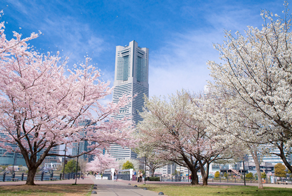 横浜さくら