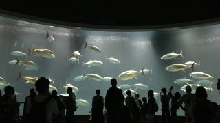 葛西水族館